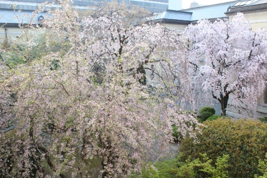 5351-中庭風景　　一重紅枝垂れ桜と八重紅枝垂れ桜.jpg